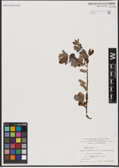 Foto von Salix aurita L.